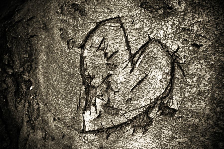 Our Love is Etched in Bark