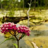 The Swamp and The Milkweed